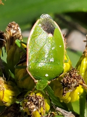 Chlorochroa persimilis