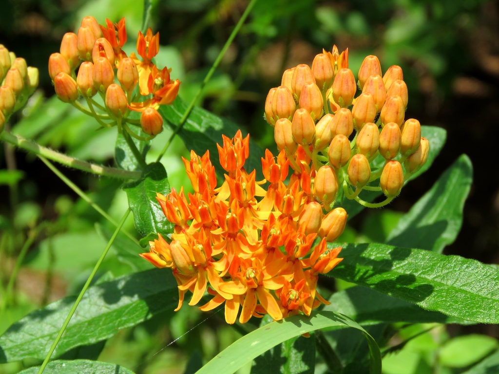 Butterfly Milkweed In August 2018 By Josh Emm · Inaturalist