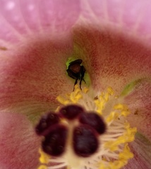 Trigona fulviventris