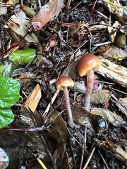 Macrocystidia cucumis