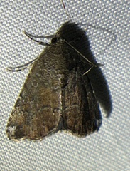 Amyna bullula