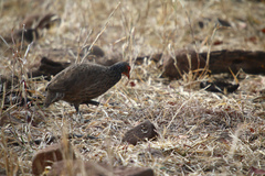 Pternistis swainsonii swainsonii