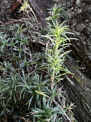 Phlox subulata