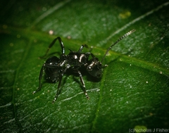 Polyrhachis clio