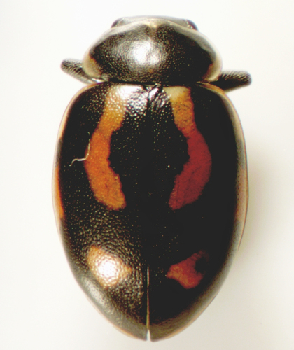 Hippodamia arctica