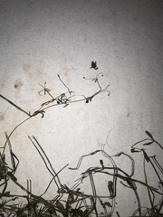 Galium trifidum