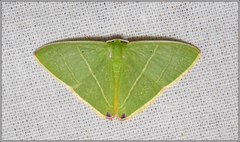 Urolitha bipunctifera