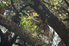 Tillandsia balbisiana