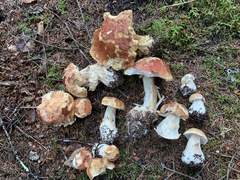 Boletus chippewaensis