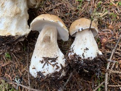 Boletus chippewaensis