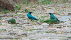 Tersina viridis