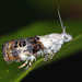Neocaloreas leucobasis - Photo (c) John Guerin,  זכויות יוצרים חלקיות (CC BY-NC), הועלה על ידי John Guerin