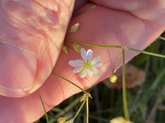 Stellaria graminea