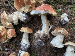 Boletus chippewaensis