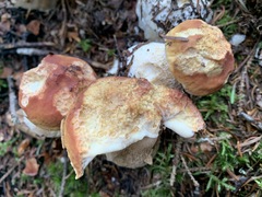 Boletus chippewaensis