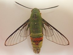 Cephonodes armatus