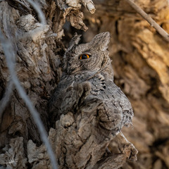 Otus brucei