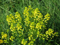 Barbarea vulgaris