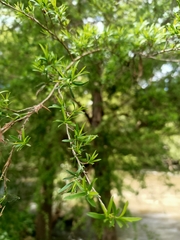 Kunzea