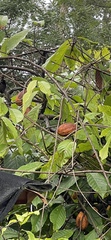 Theobroma cacao