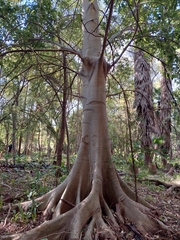 Ficus insipida
