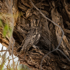 Otus brucei