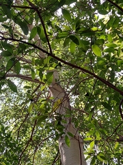 Ficus insipida