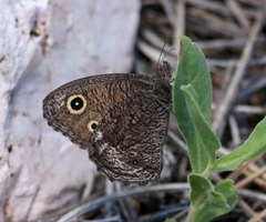 Cercyonis oetus