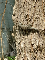 Sceloporus torquatus