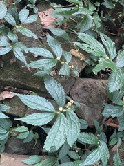 Elatostema cyrtandrifolium