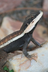 Lophognathus