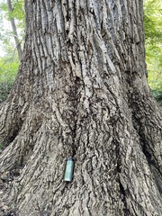 Liriodendron tulipifera