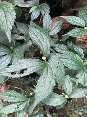Elatostema cyrtandrifolium