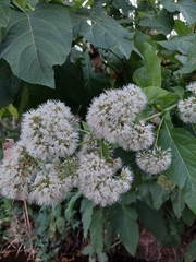 Critonia quadrangularis