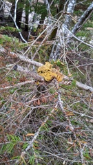 Tamiasciurus hudsonicus