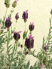 Lavandula
