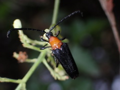 Cyphonotida rostrata