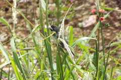 Sporophila caerulescens