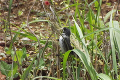 Sporophila caerulescens