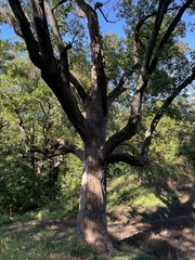 Liriodendron tulipifera