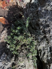 Phlox subulata