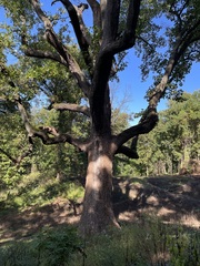 Liriodendron tulipifera
