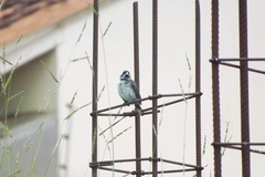 Sporophila caerulescens