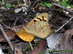 Heteronympha merope