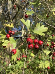 Crataegus
