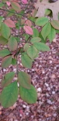 Euonymus alatus