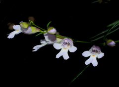 Prostanthera linearis