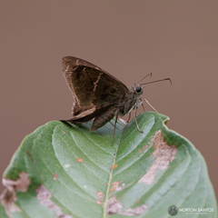 Eudaminae