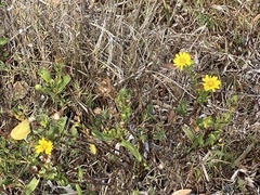 Grindelia