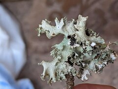 Platismatia tuckermanii